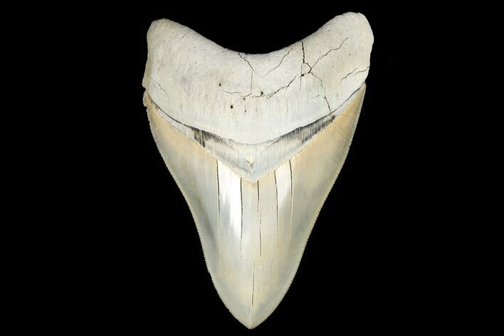 Serrated, Fossil Megalodon Tooth - Aurora, North Carolina #178099